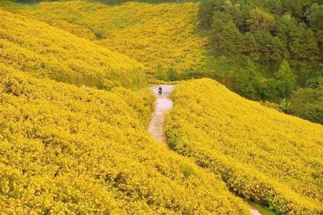 Nhung cung duong hoa da quy Da Lat vao thu dep xieu long