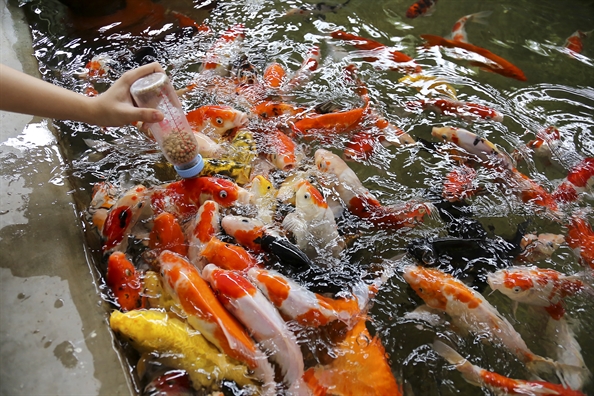 Quan ca phe ca Koi duoc gioi tre yeu thich tai Sai Gon