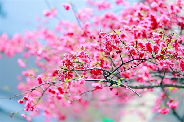 Tử vi Thứ 3 ngày 15/10/2019 của 12 cung Hoàng Đạo Tu vi Thu 3 ngay 15/10/2019 cua 12 cung Hoang Dao