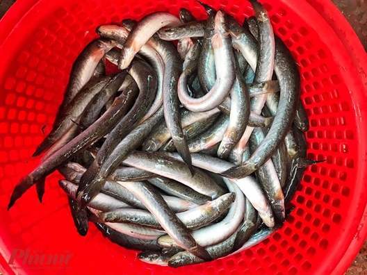 Nong nan noi lau mam mien Tay ai an roi cung nhung nho