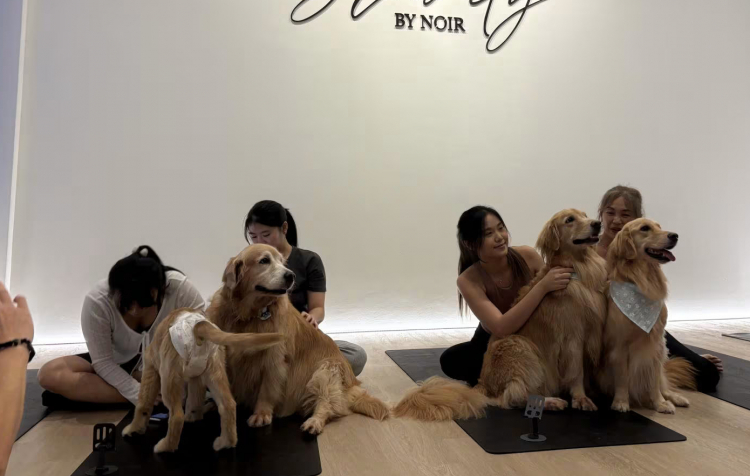 Đổ xô đi tập yoga được huấn luyện bởi chó mèo