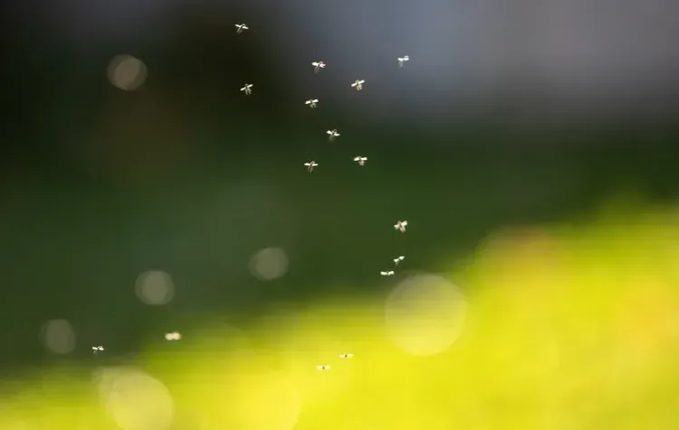 Cách đuổi muỗi khỏi không gian ngoài trời vào mùa hè
