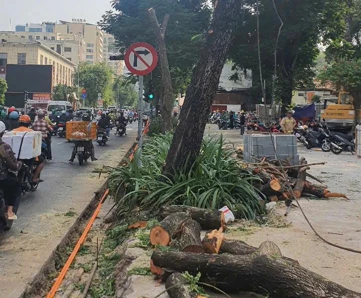 17-cay-lim-set-o-quan-1-1.jpg TP.HCM đang làm rõ trách nhiệm vụ 17 cây lim sẹt ở quận 1 bị xâm hại