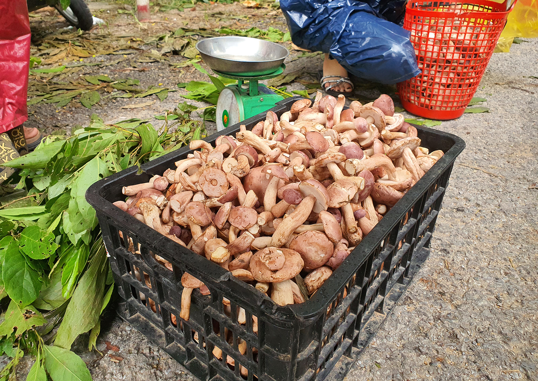 quang-binh-nguoi-dan-phan-khoi-kiem-them-thu-nhap-nho-loai-nam-troi-ban (2).jpg