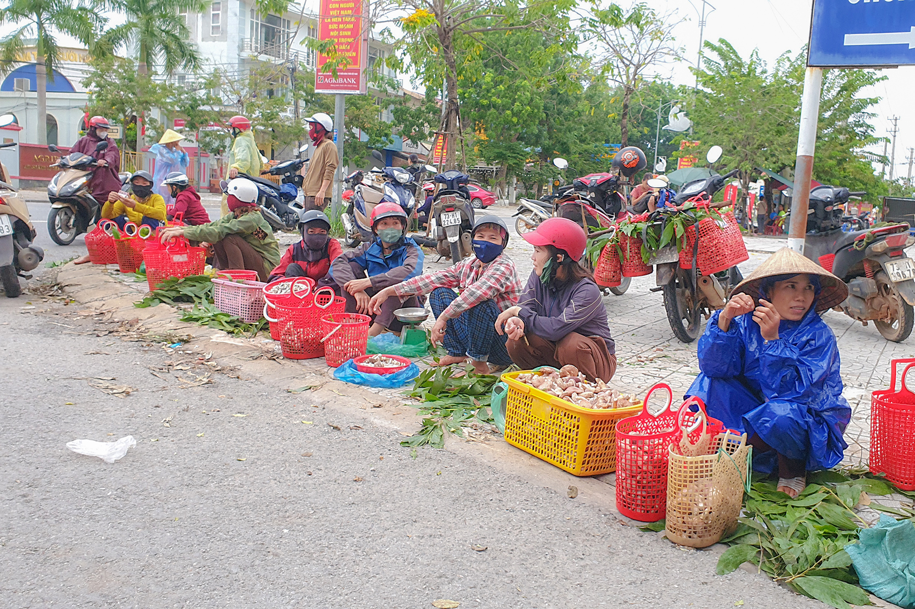 Quảng Bình: Người dân phấn khởi kiếm thêm thu nhập nhờ loại nấm ‘trời ban’