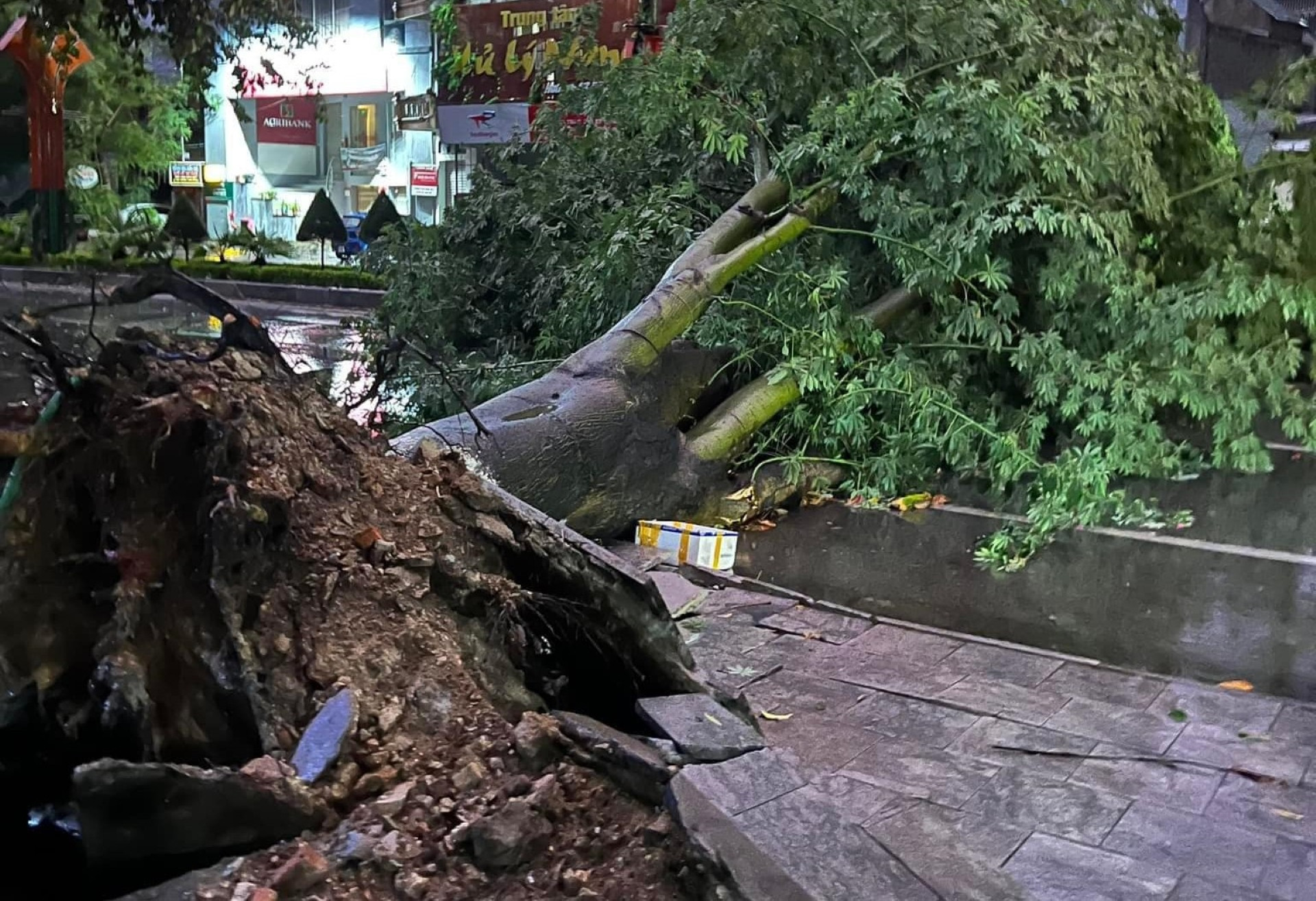 Siêu bão Yagi khiến cây đổ la liệt kèm gió lớn lốc xoáy ở Thanh Hóa  - 10.jpg