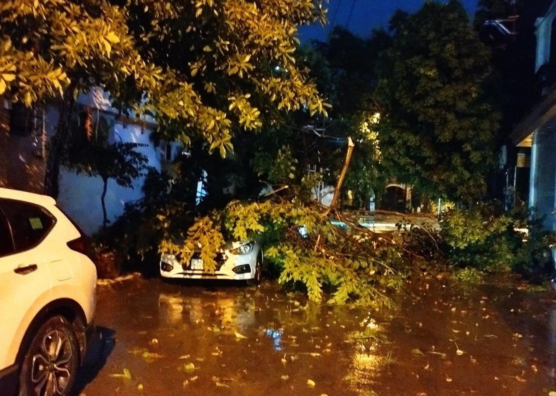 Siêu bão Yagi khiến cây đổ la liệt kèm gió lớn lốc xoáy ở Thanh Hóa  - 6.jpg