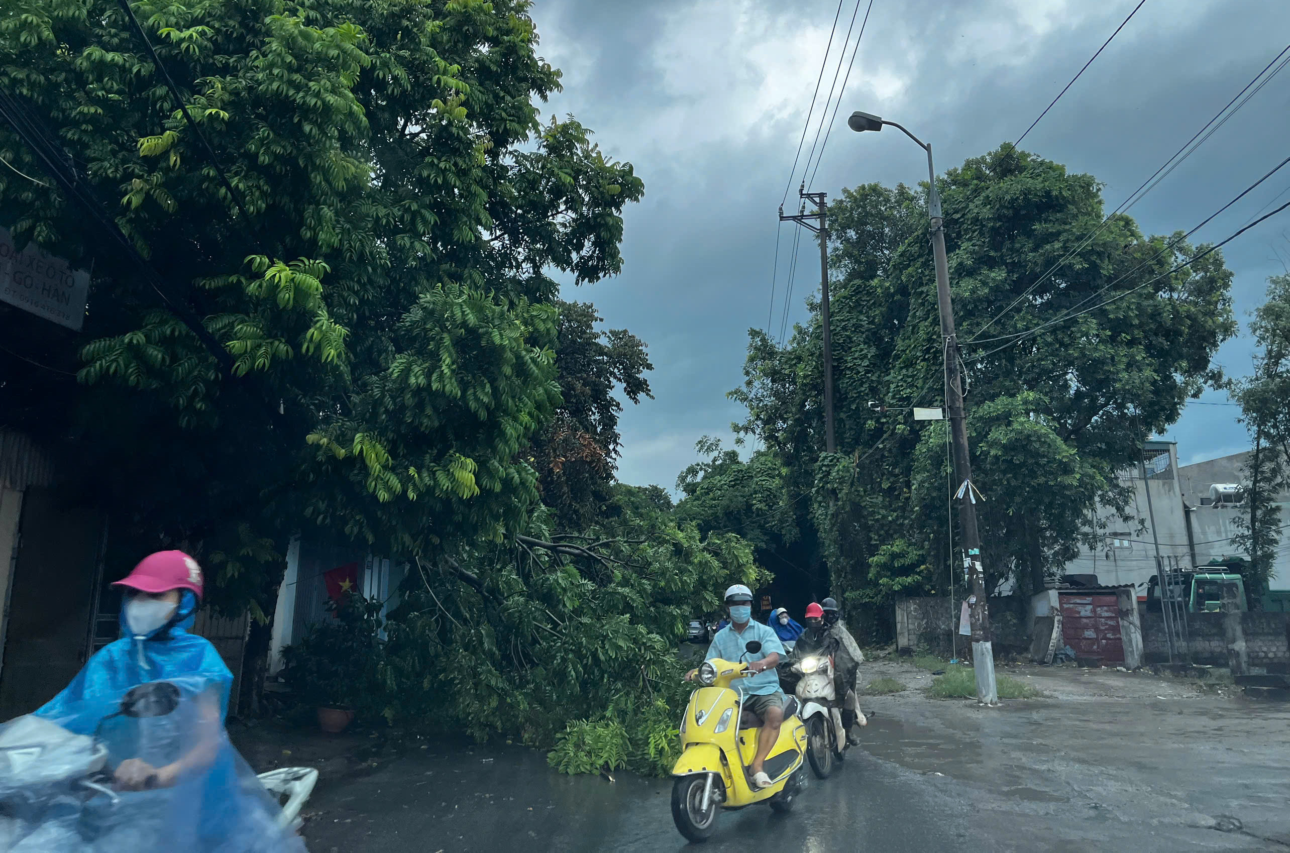 Siêu bão Yagi khiến cây đổ la liệt kèm gió lớn lốc xoáy ở Thanh Hóa  - 7.jpg