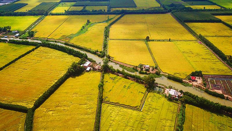 Ngắm những đồng lúa chín vàng đẹp như tranh vẽ ở Long An