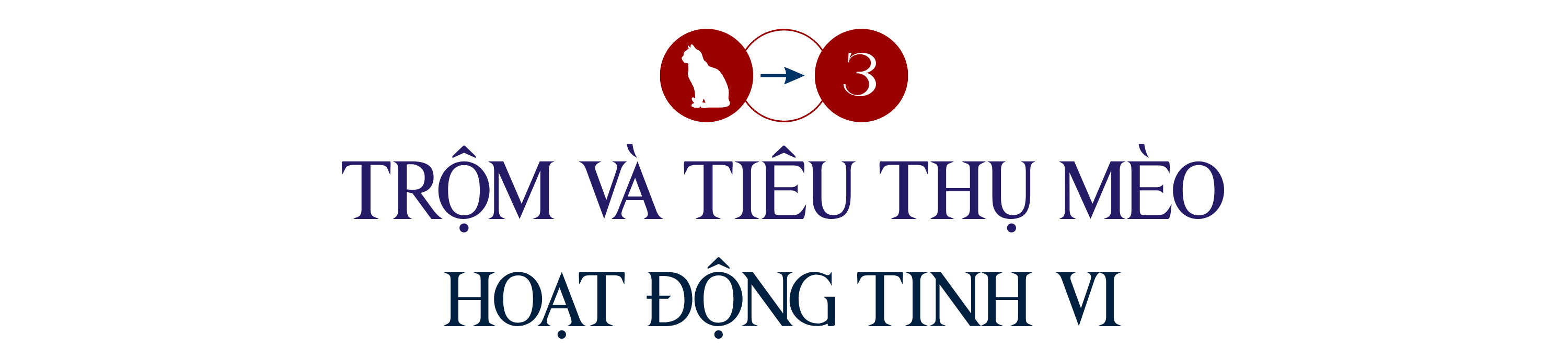 mèo tặc (1).png