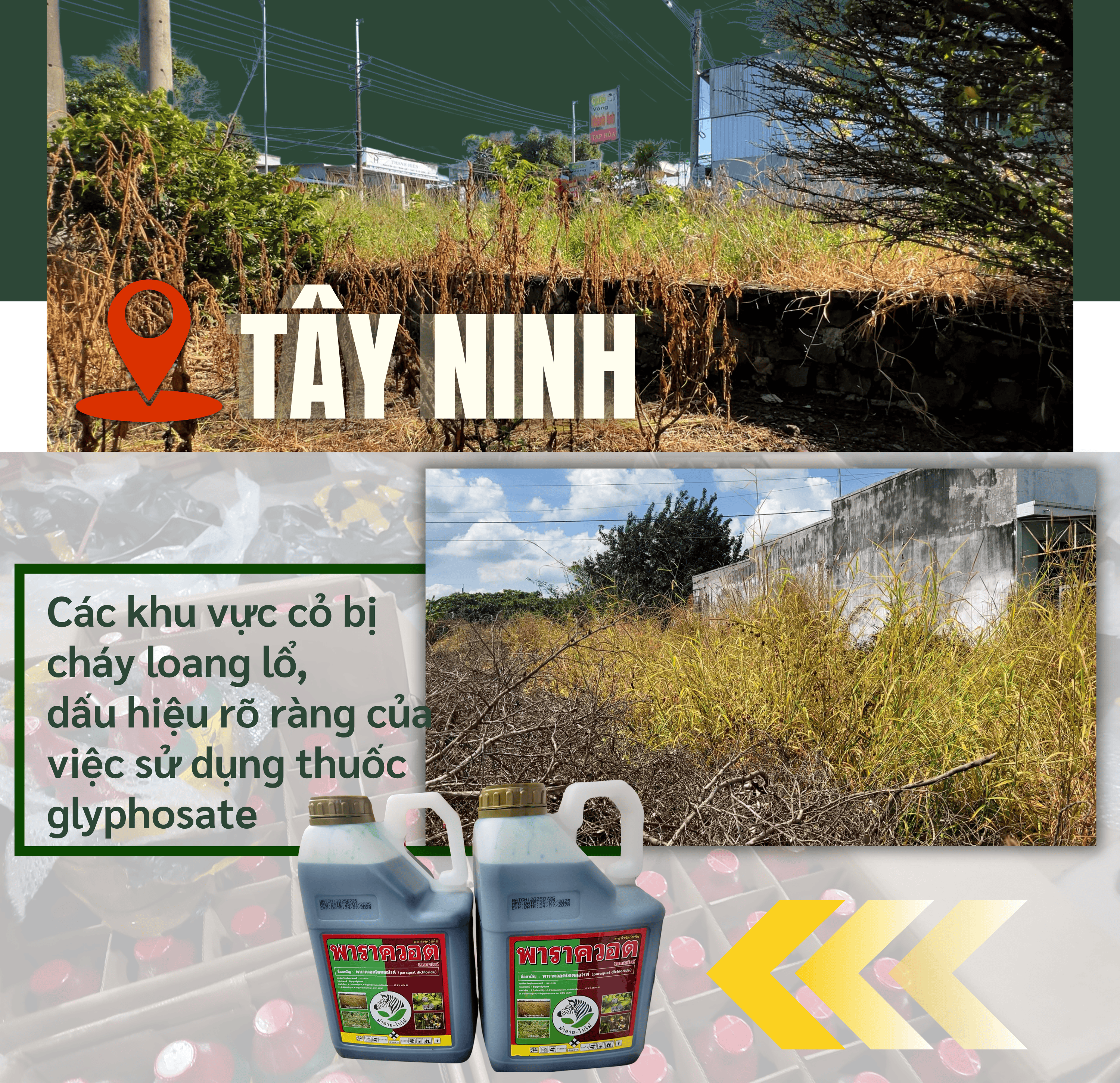 ẢNH GHÉP 4 - Tại tỉnh Tây Ninh, các khu vực cỏ bị cháy loang lổ, dấu hiệu rõ ràng của việc sử dụng thuốc glyphosate +  Các loại thuốc diệt cỏ độc hại này được buôn bán, sử dụng.png