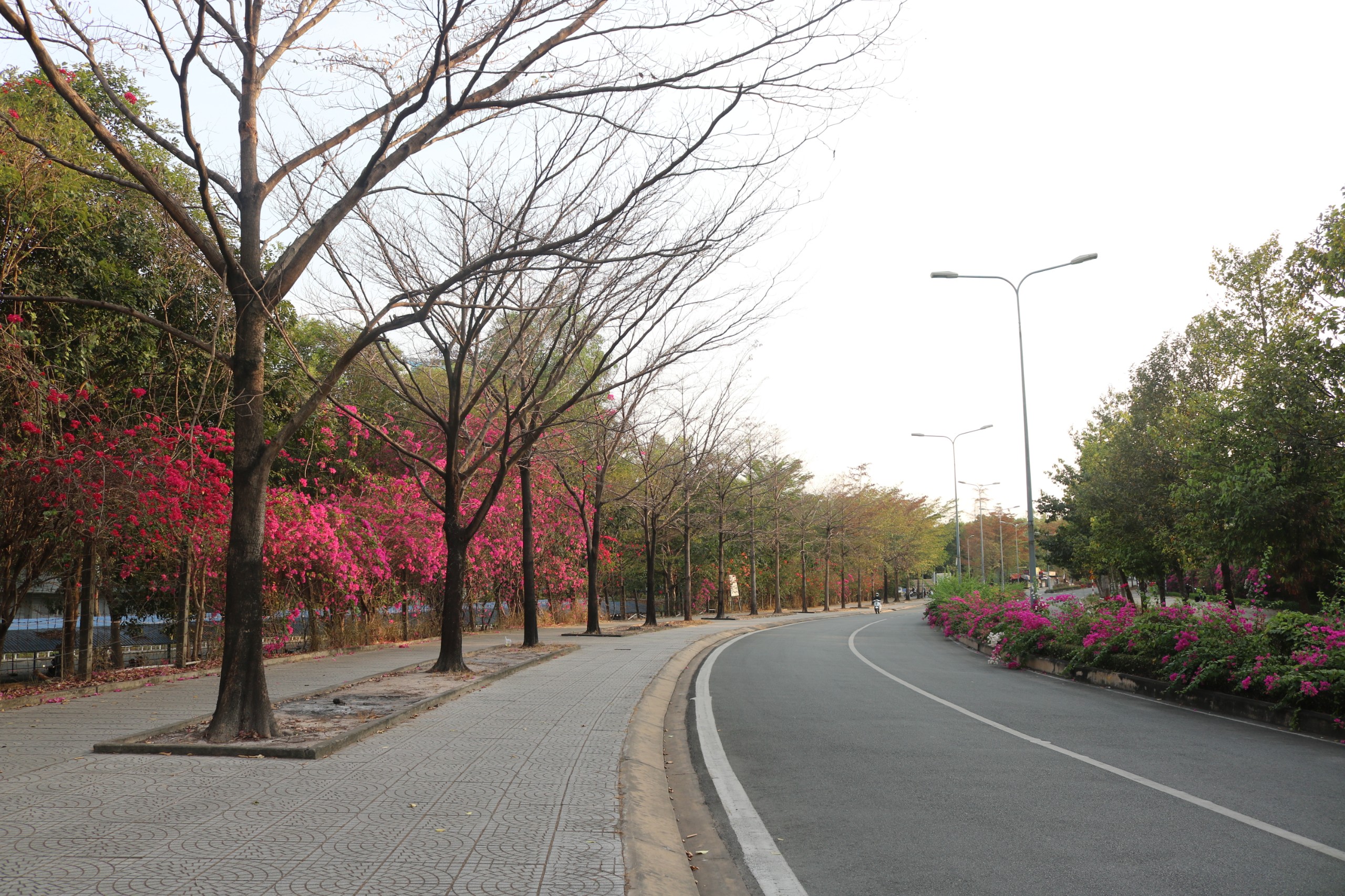 duong-hoa-giay-du-mau.jpg