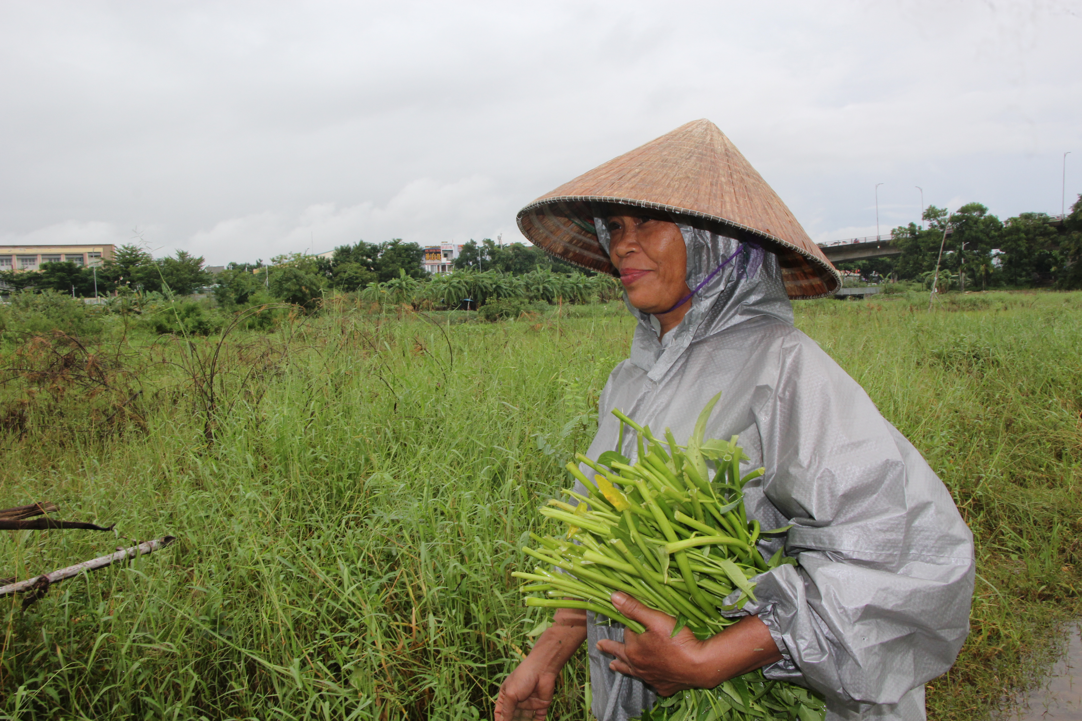 mot rau muong.JPG