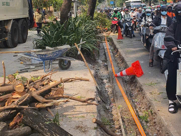 Nhiều cây Lim sét khỏe mạnh nhưng bị đốn hạ ở quận 1, TP.HCM : Các đơn vị có liên quan nói gì?