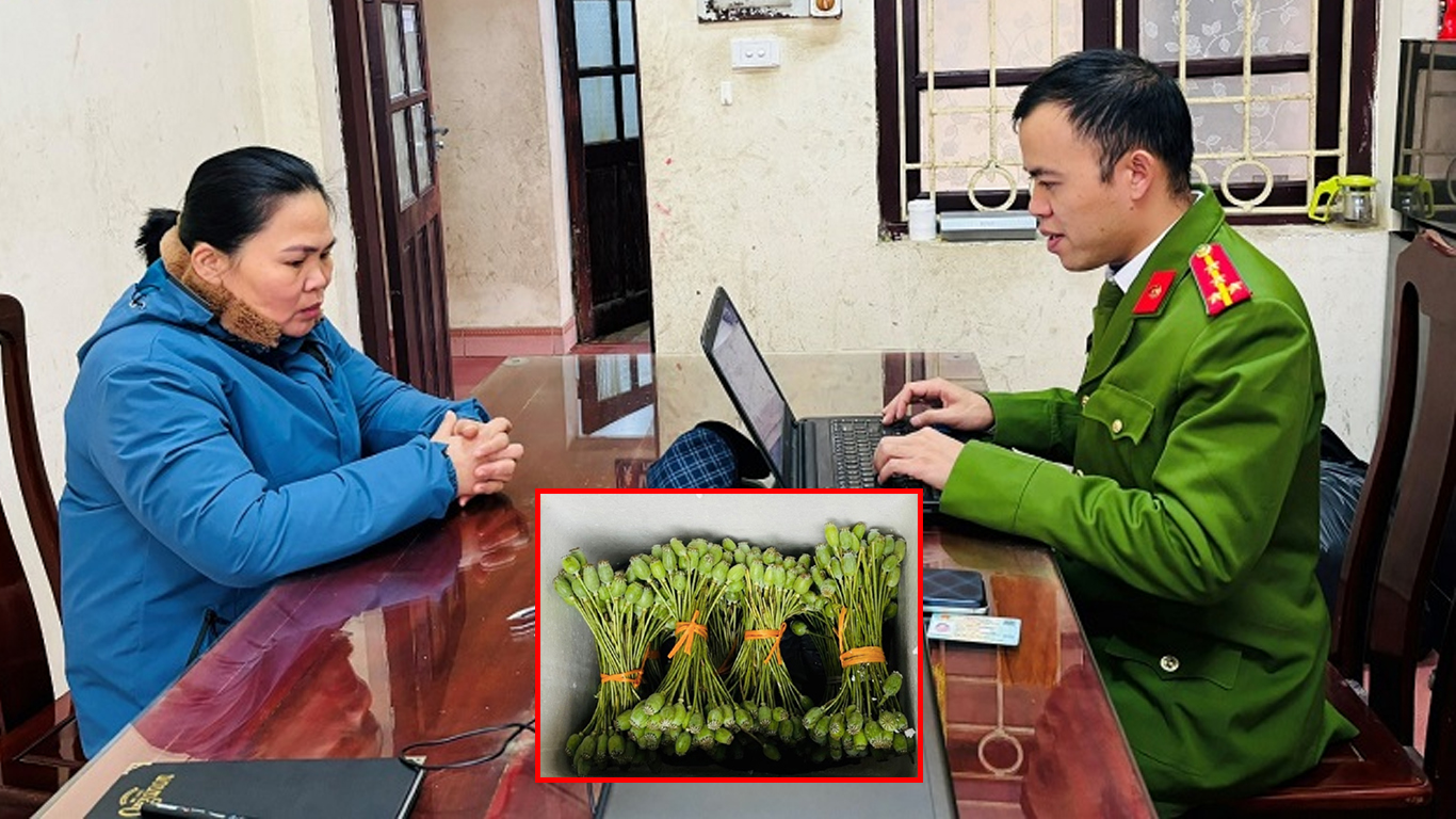 thuốc phiện tươi.jpg