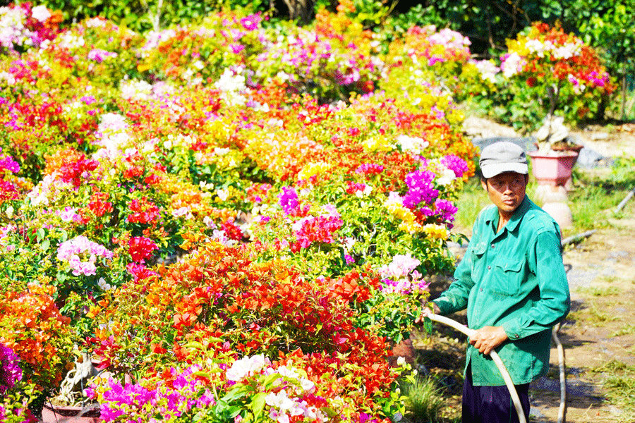 hoa giấy