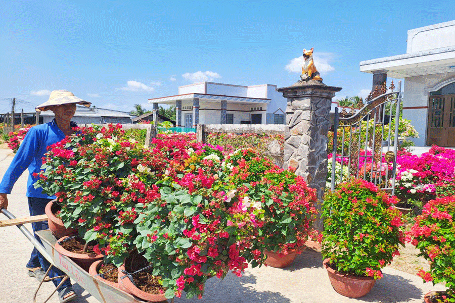 hoa-giay-6.gif