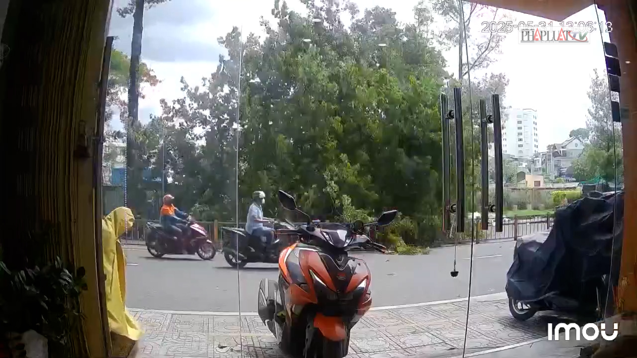 Cây xanh bật gốc đè trúng người và ô tô ở TP.HCM