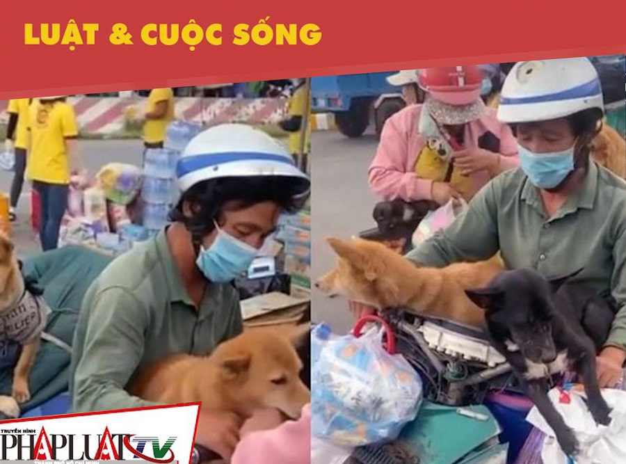 Đúng, sai chuyện Cà Mau tiêu hủy 13 chú chó theo chủ về quê