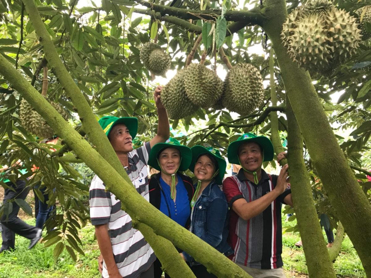 Phân bón Phú Mỹ giúp cây sầu riêng có năng suất cao, mẫu mã đẹp, chất lượng thơm ngon.jpg