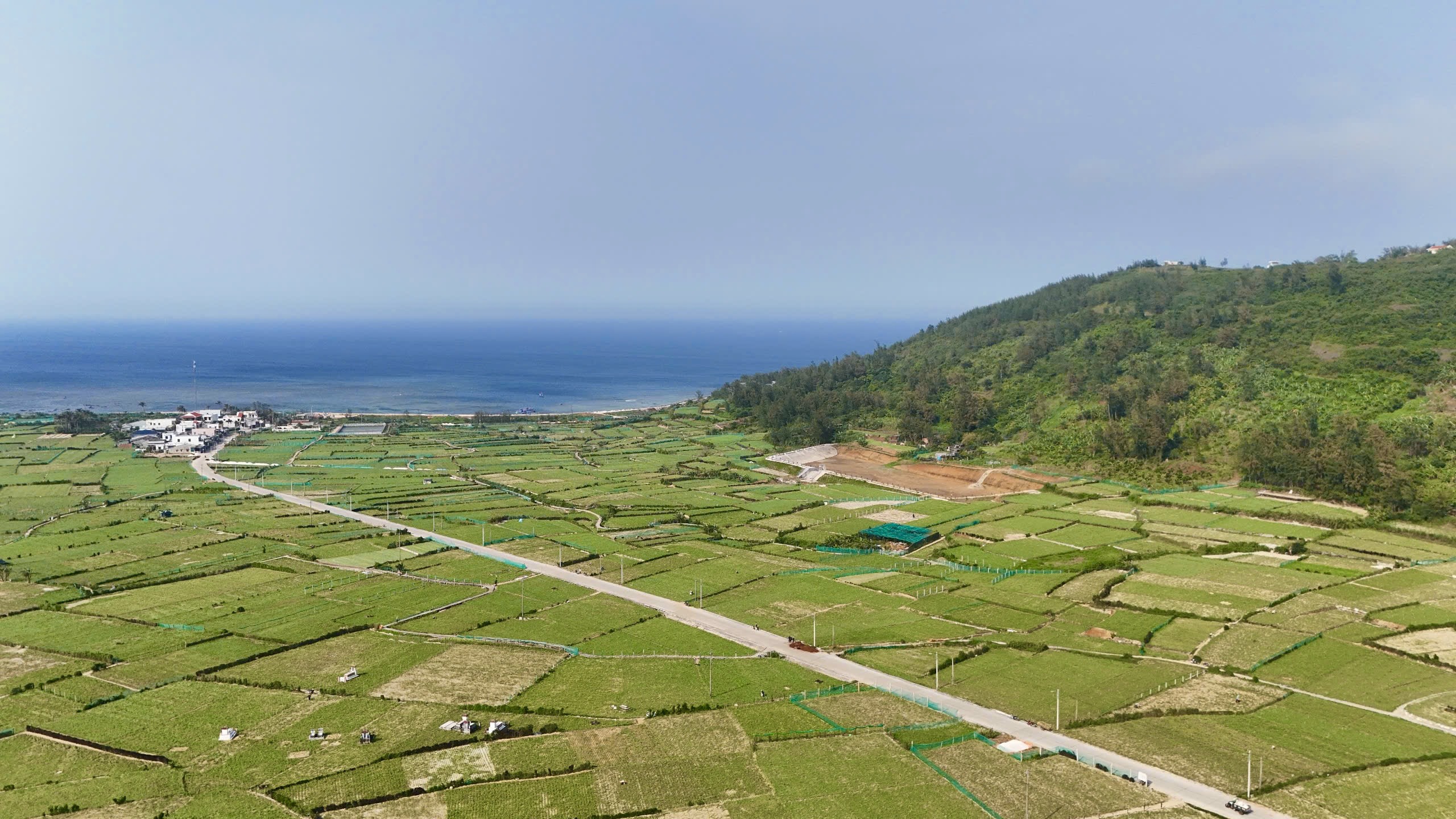 mua-thu-hoach-vang-trang-o-dao-ly-son-3.jpg