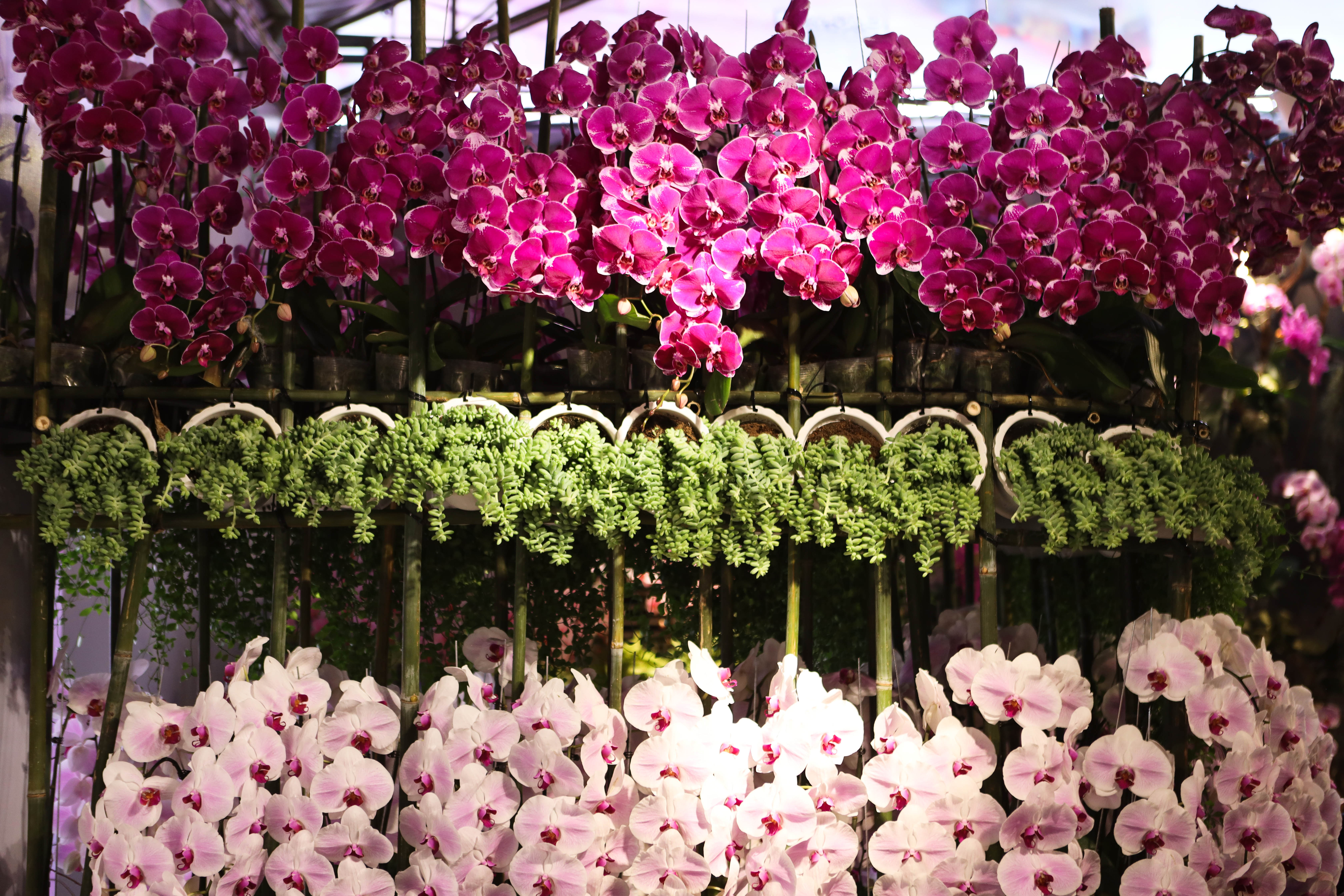 Festival hoa lan (13).jpg