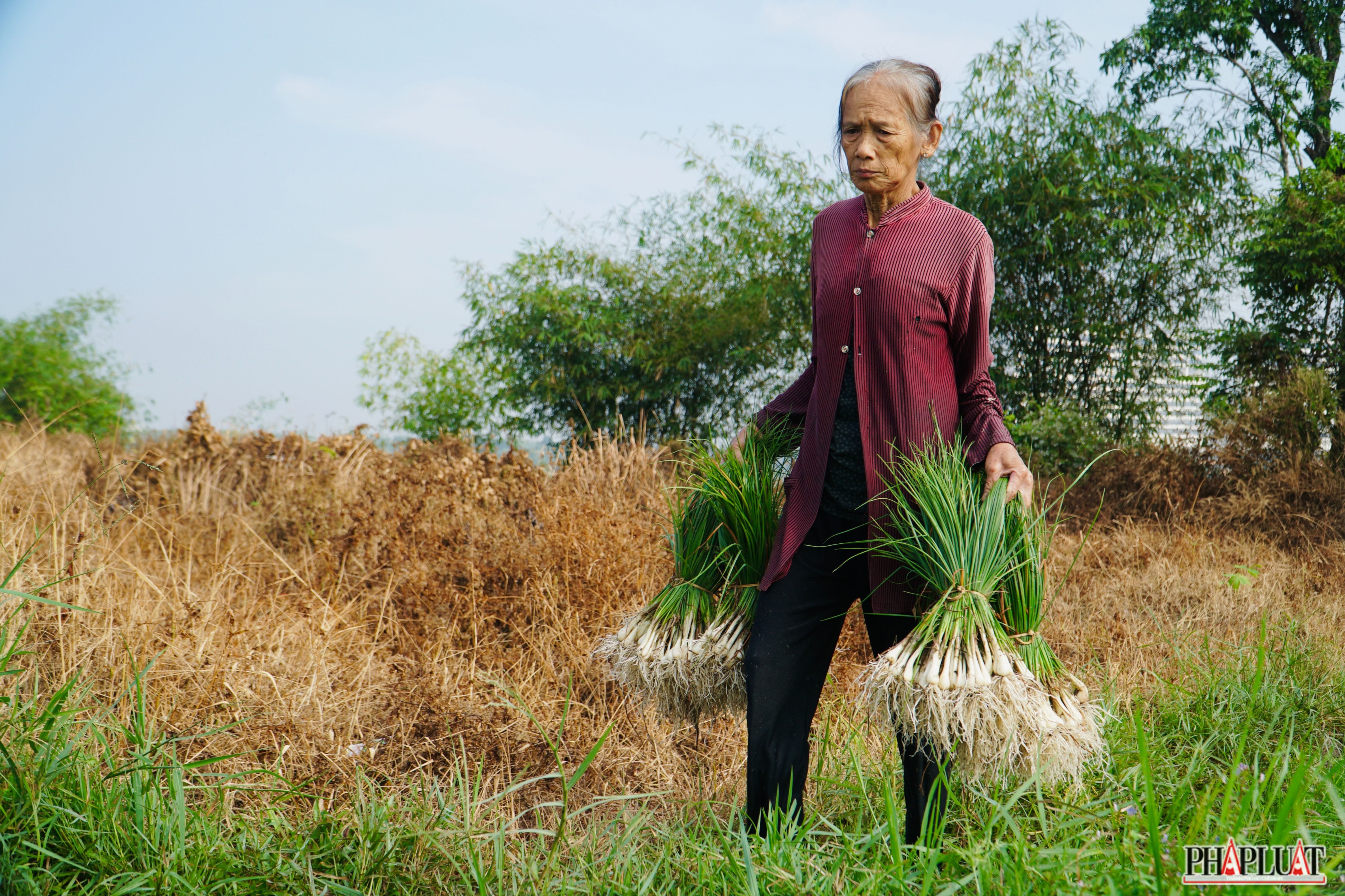 13 -vu-kieu-tet.jpg
