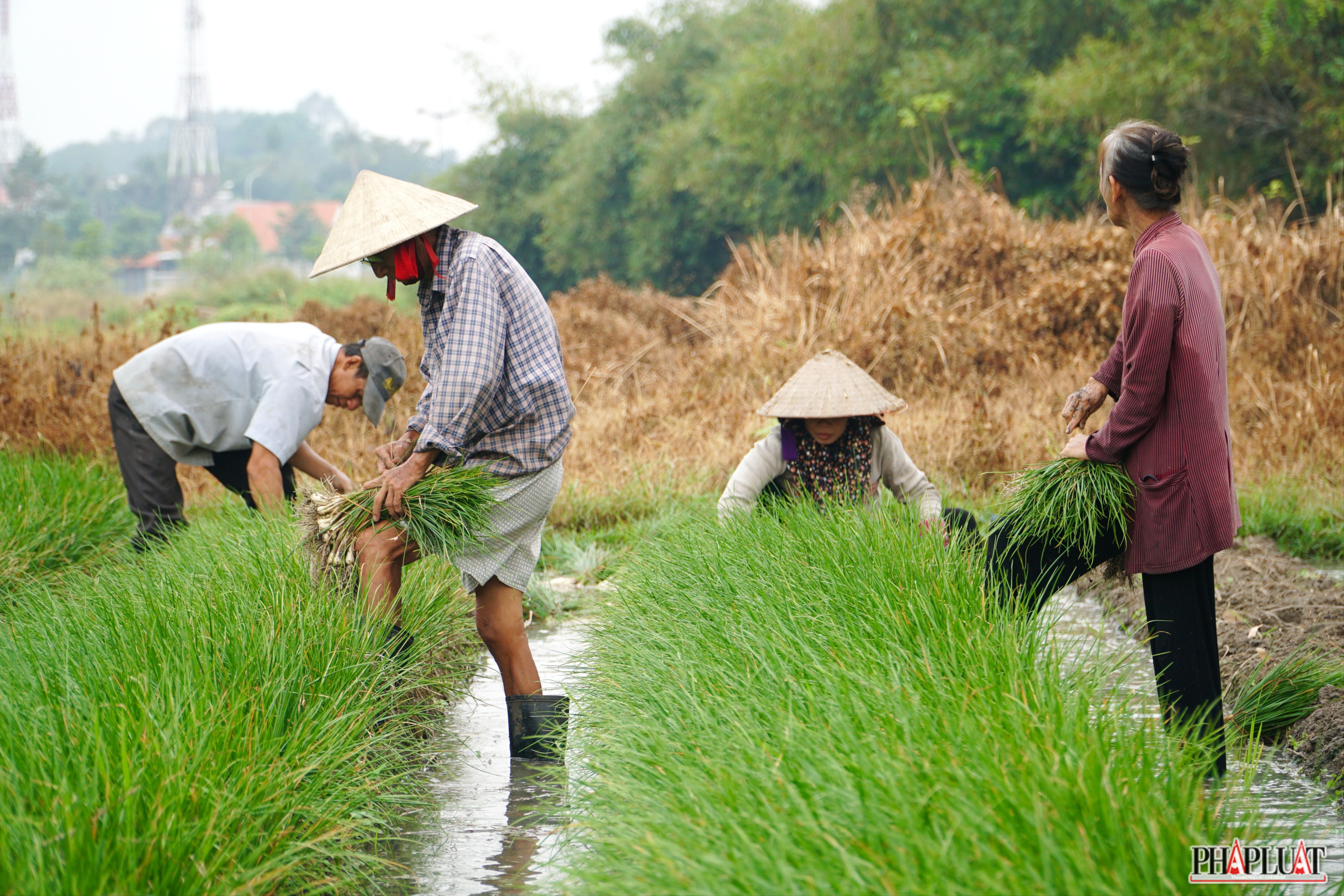 2 -vu-kieu-tet.jpg