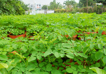 Ăn rau chùm ngây tốt cho sức khỏe