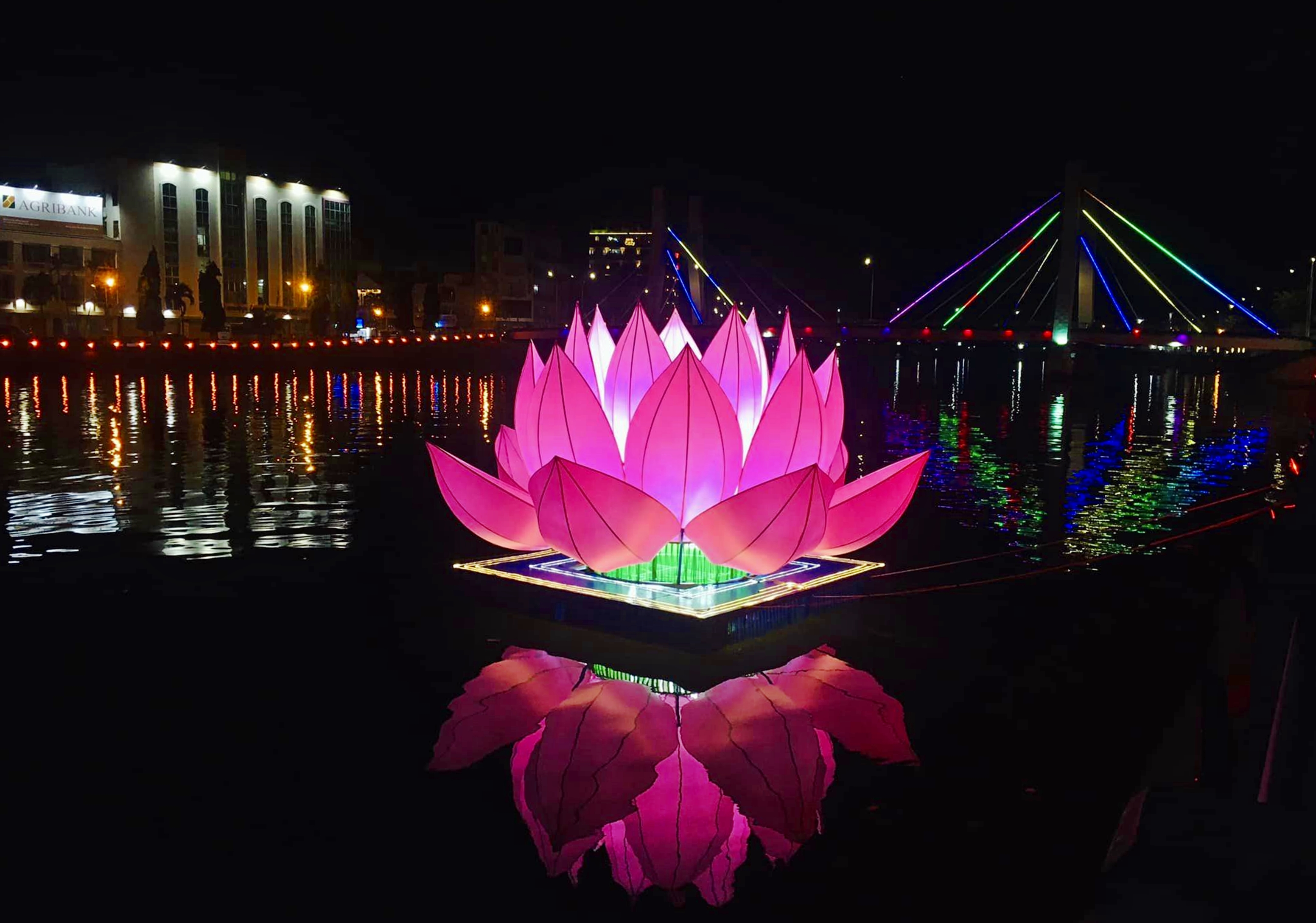 hoa-sen (2).jpg
