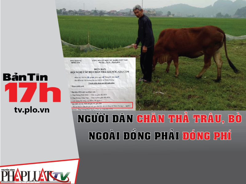 Người dân chăn thả trâu, bò ngoài đồng phải đóng phí