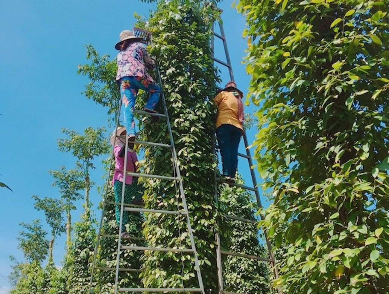 giá hồ tiêu