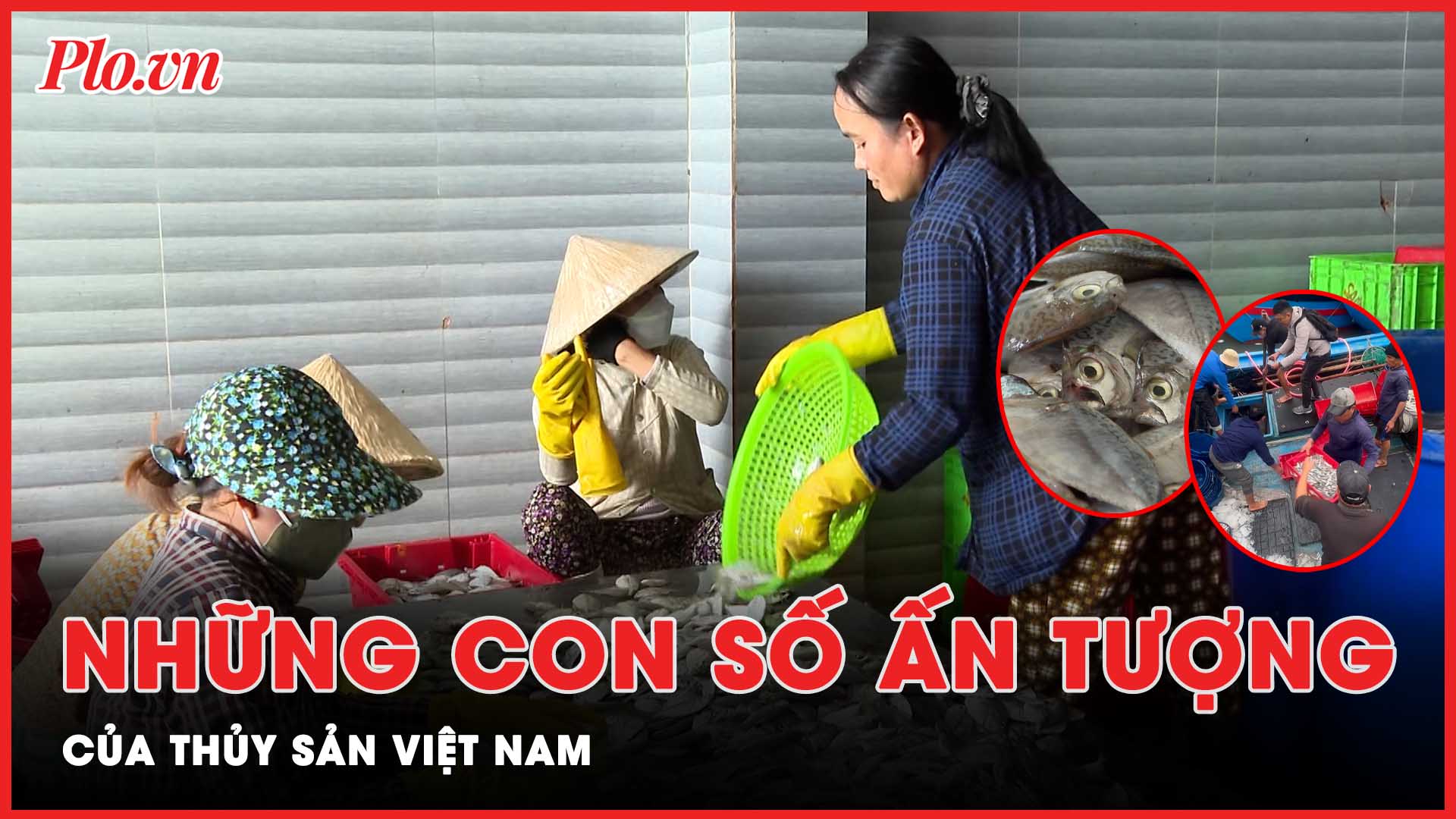 Video: Những tín hiệu khả quan truyền động lực cho ngư dân