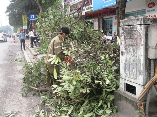 'Con đường đẹp nhất Việt Nam' tan hoang sau khi chặt cây xanh