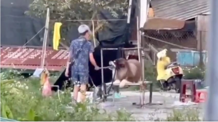 Đem động vật mua vui rồi ngược đãi, bạn đọc nói gì?