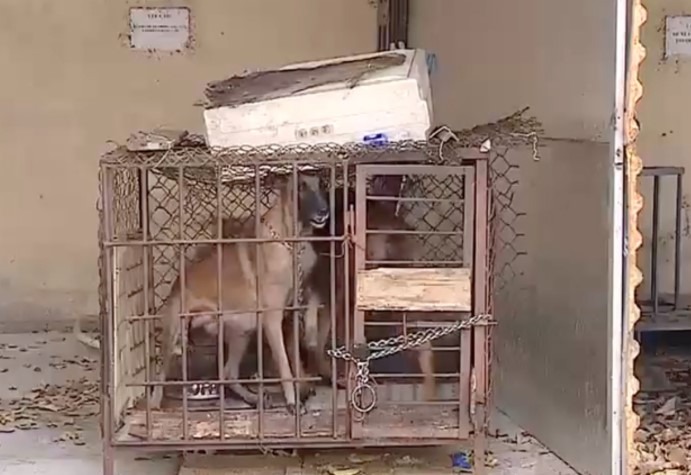 Khởi tố chủ nuôi chó tội vô ý làm chết người là đúng