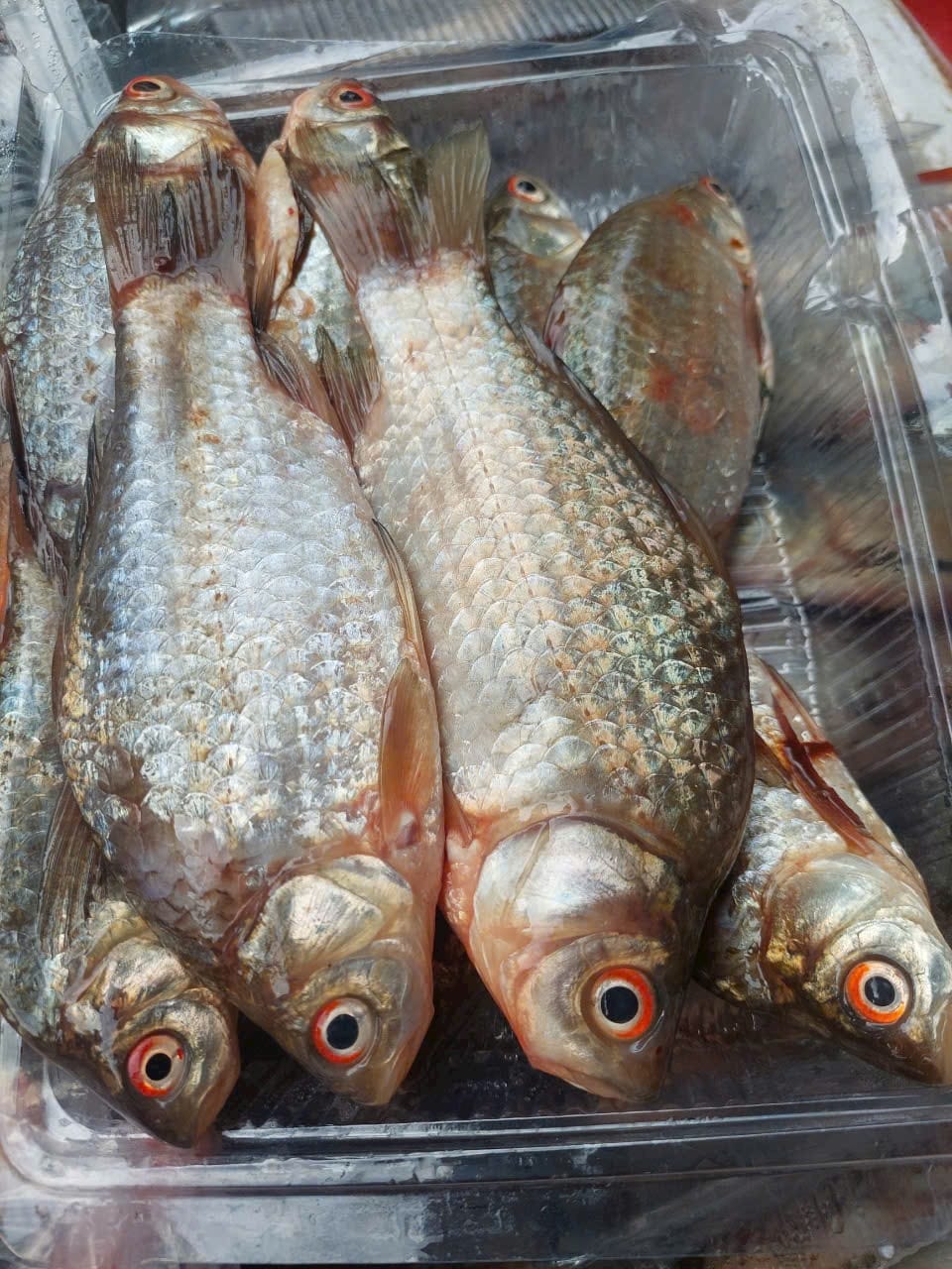 bộ phận của cá