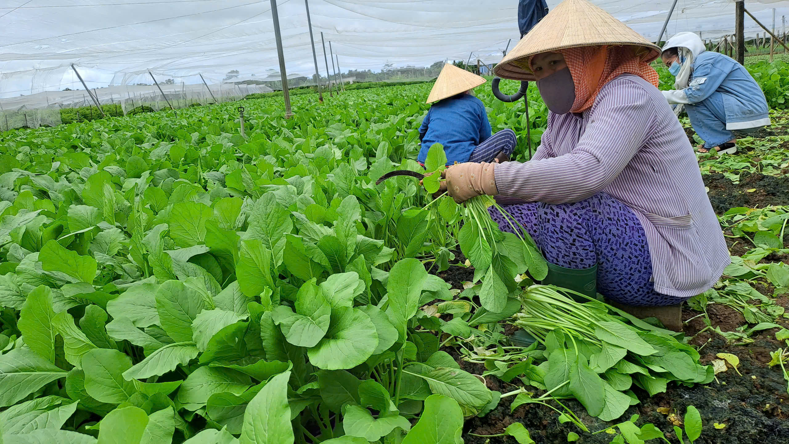cơ thể đang thiếu chất