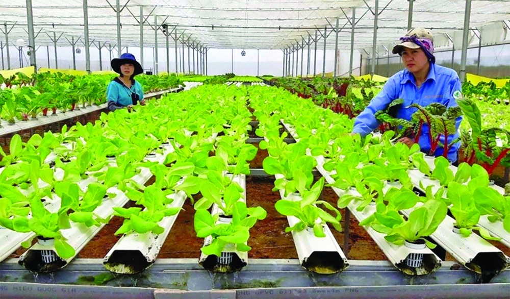 Bất ngờ với năng suất lúa tăng gấp 4 lần, giá gạo cao nhờ áp dụng mô hình sạch