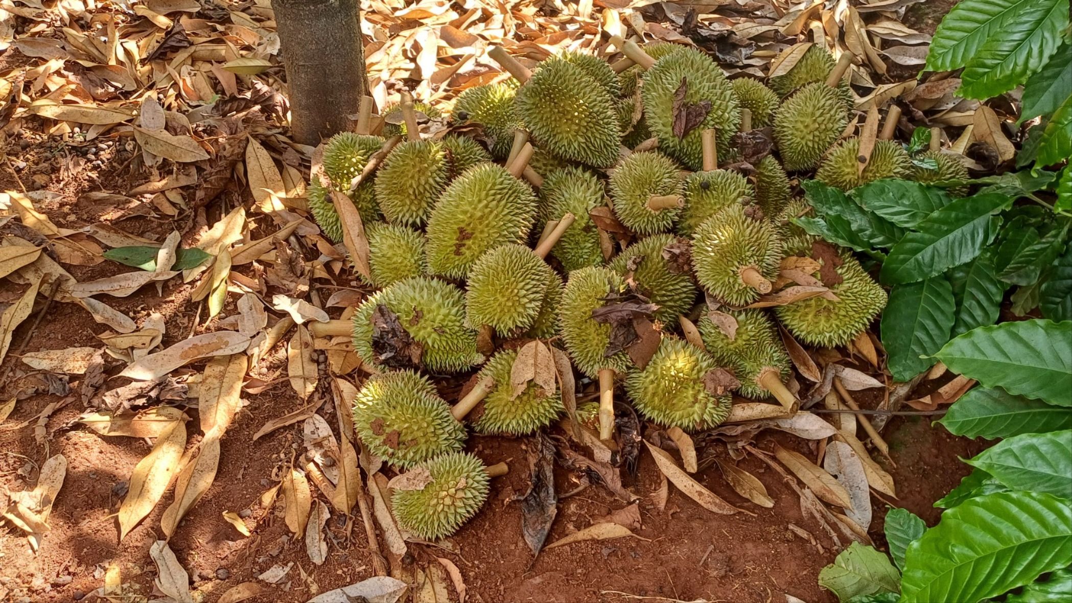 sầu riêng 3.jpg