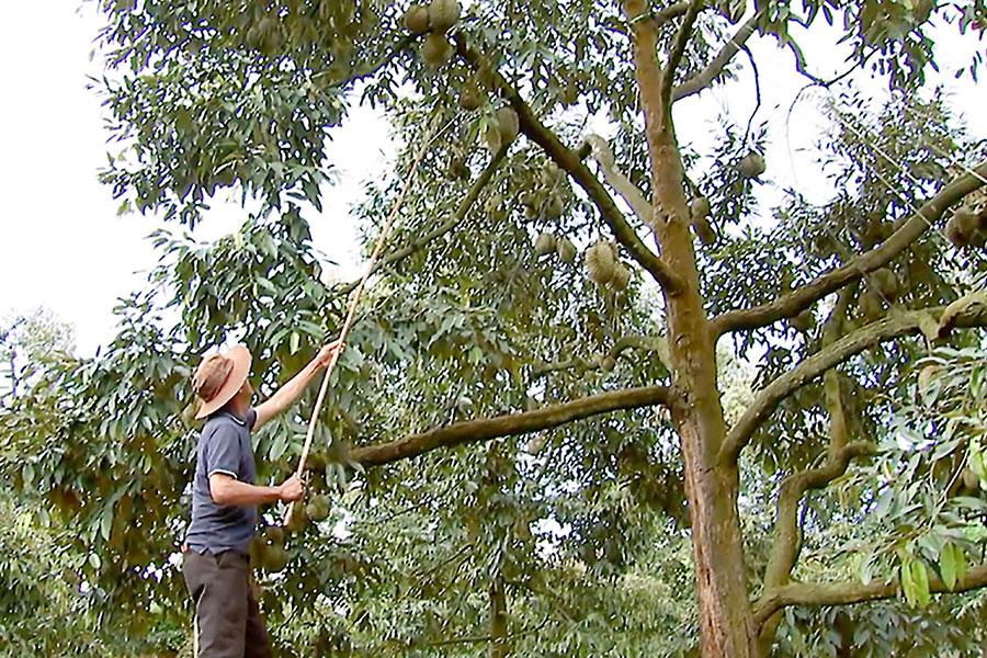 Việt - Trung kiểm soát chặt vùng trồng sầu riêng xuất khẩu