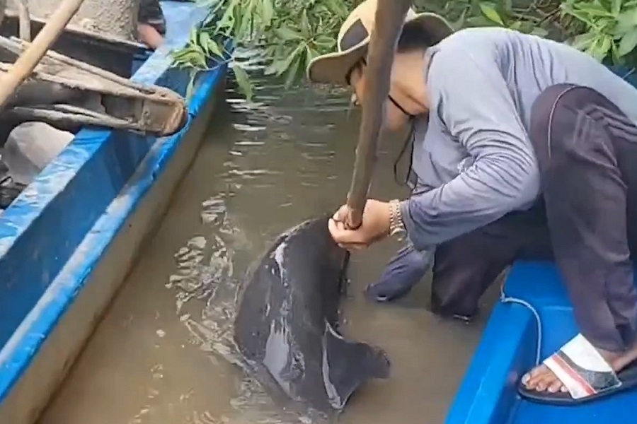 Cá heo gặp nạn 1.jpg