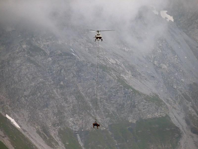 VIDEO: Ngoạn mục trực thăng giúp 10 con bò 'bay' trên dãy Alps ở Thụy Sĩ
