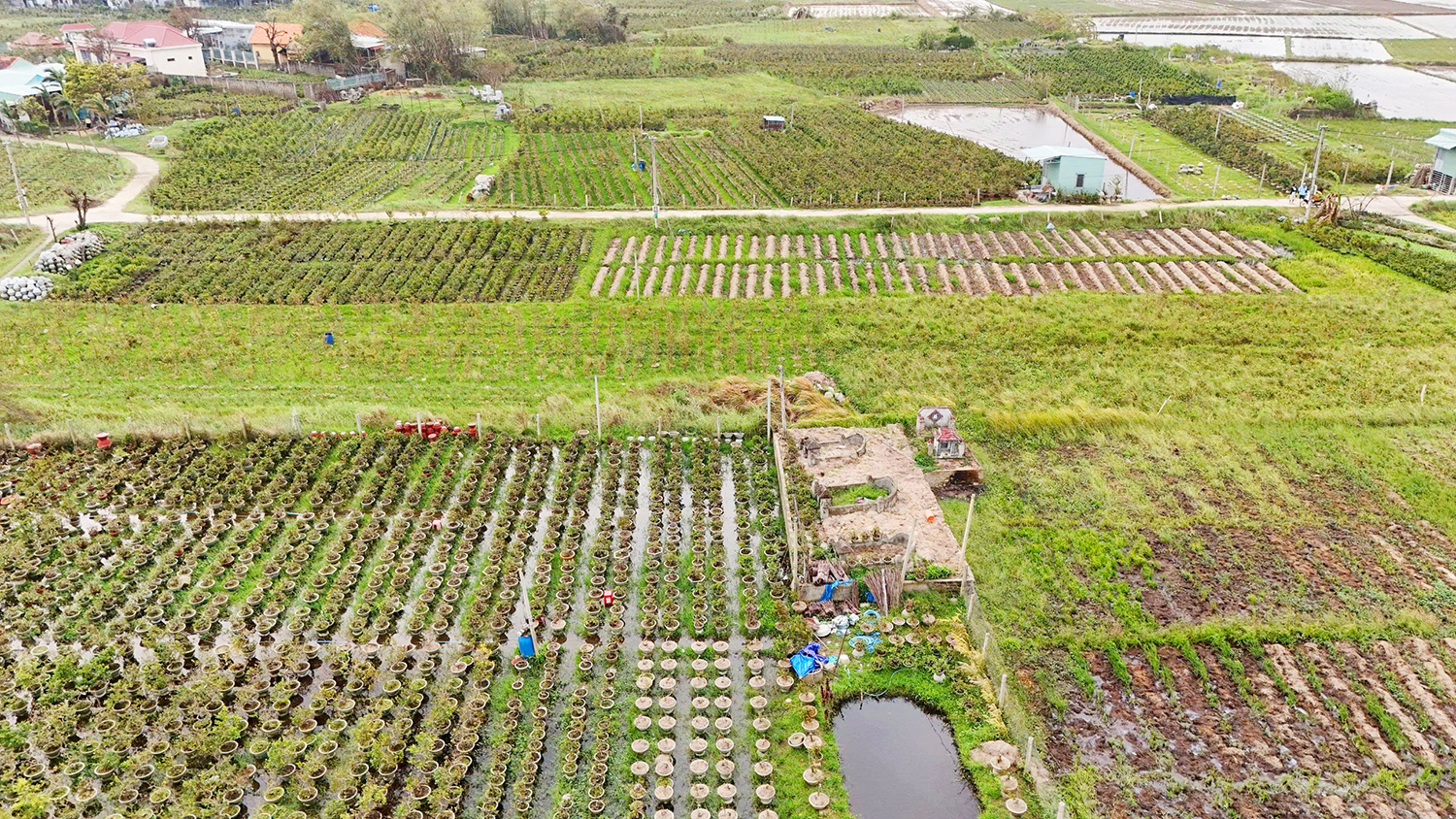 Nong-dan-Gia-Lai-mat-Tet-do-mai-bi-thiet-hai-do-mua-bao-8.jpg