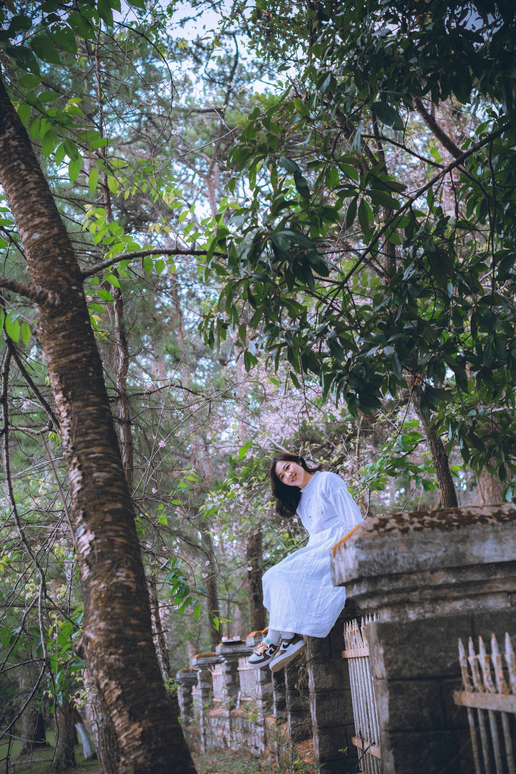 mai anh đào