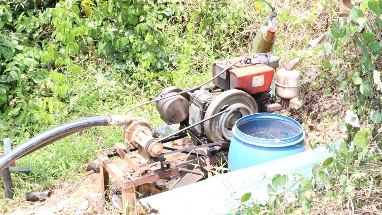 sau-rieng-13 lớn.jpeg