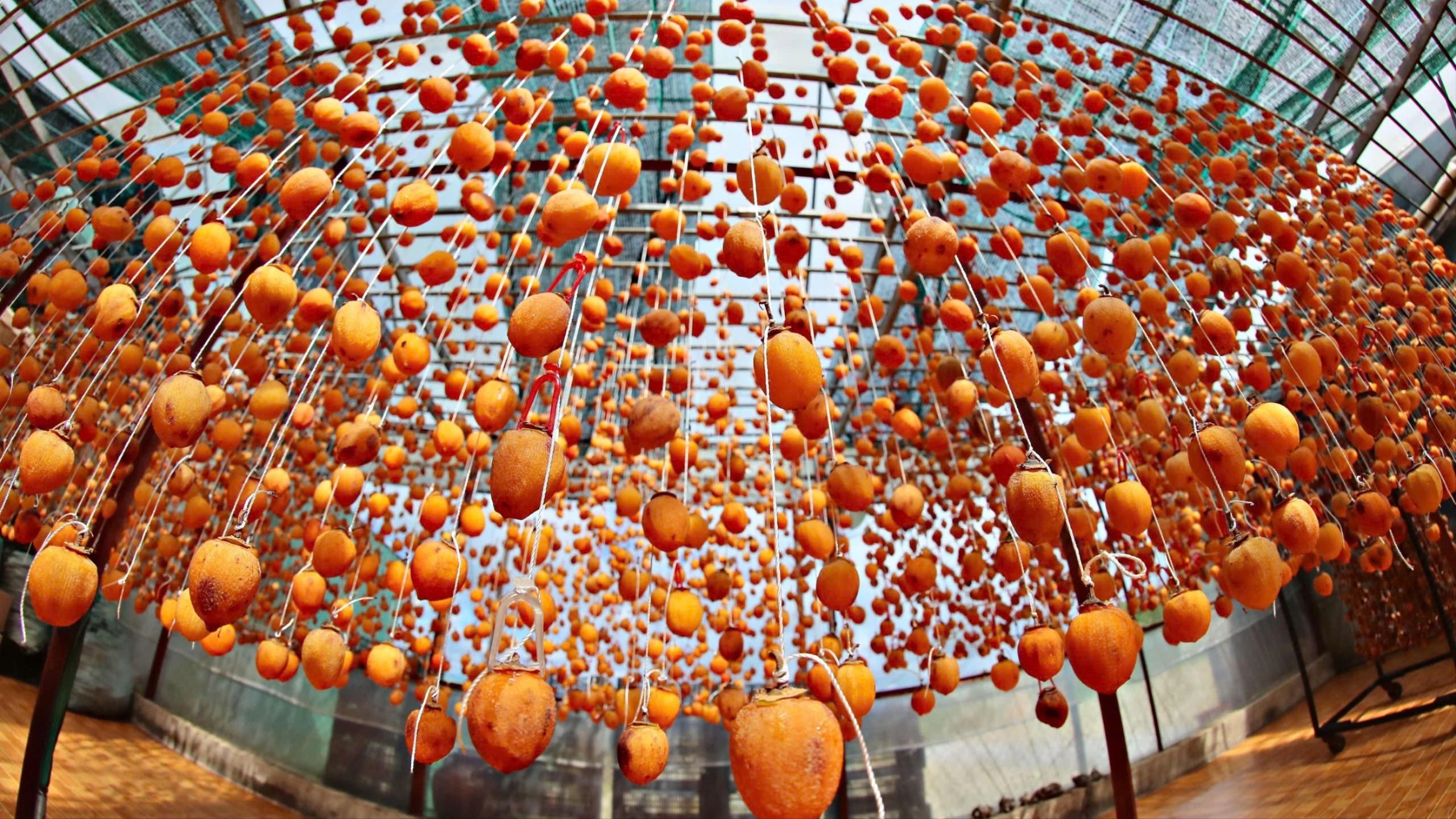 Mùa hồng chín ở Đà Lạt cũng là một mùa hoa