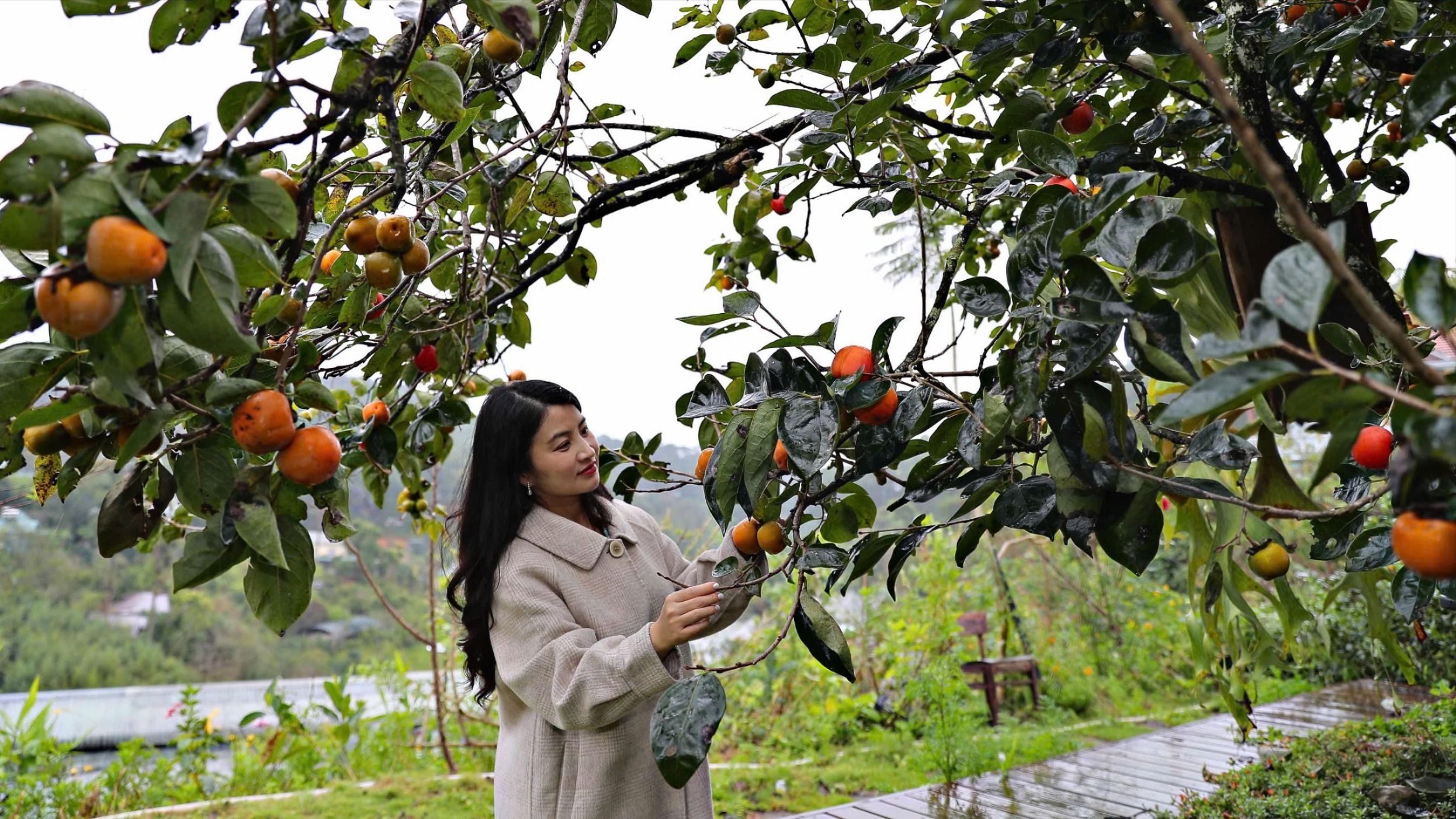 mua-hong-chin-2.jpg