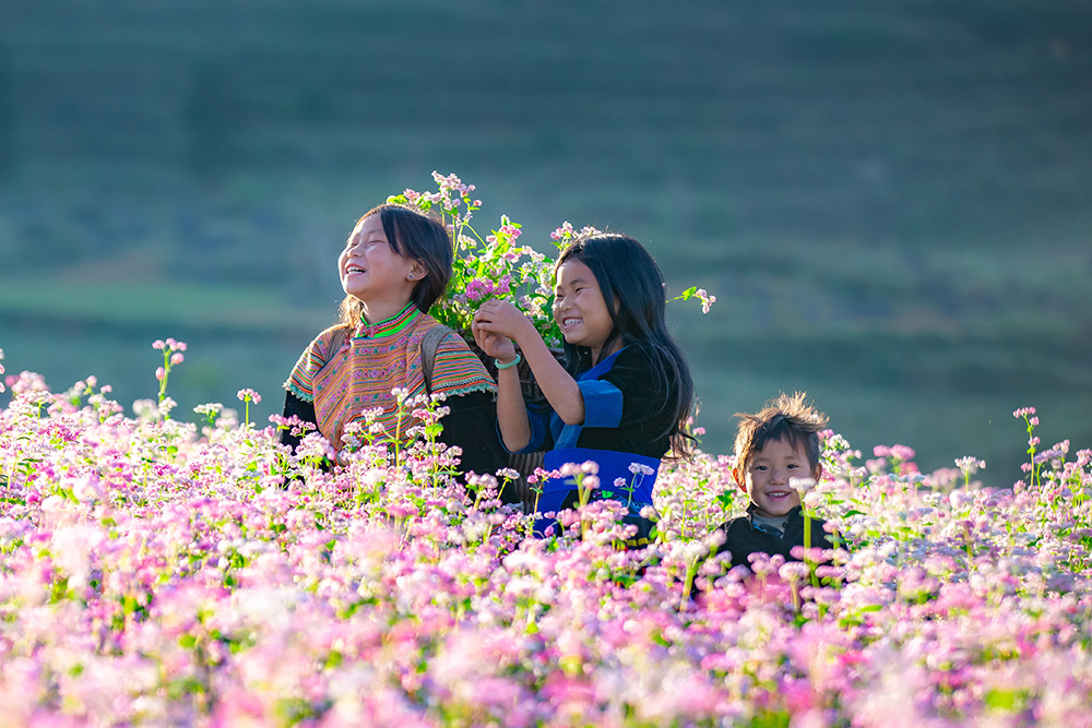 Rừng hoa tam giác mạch nở rực rỡ Hà Giang