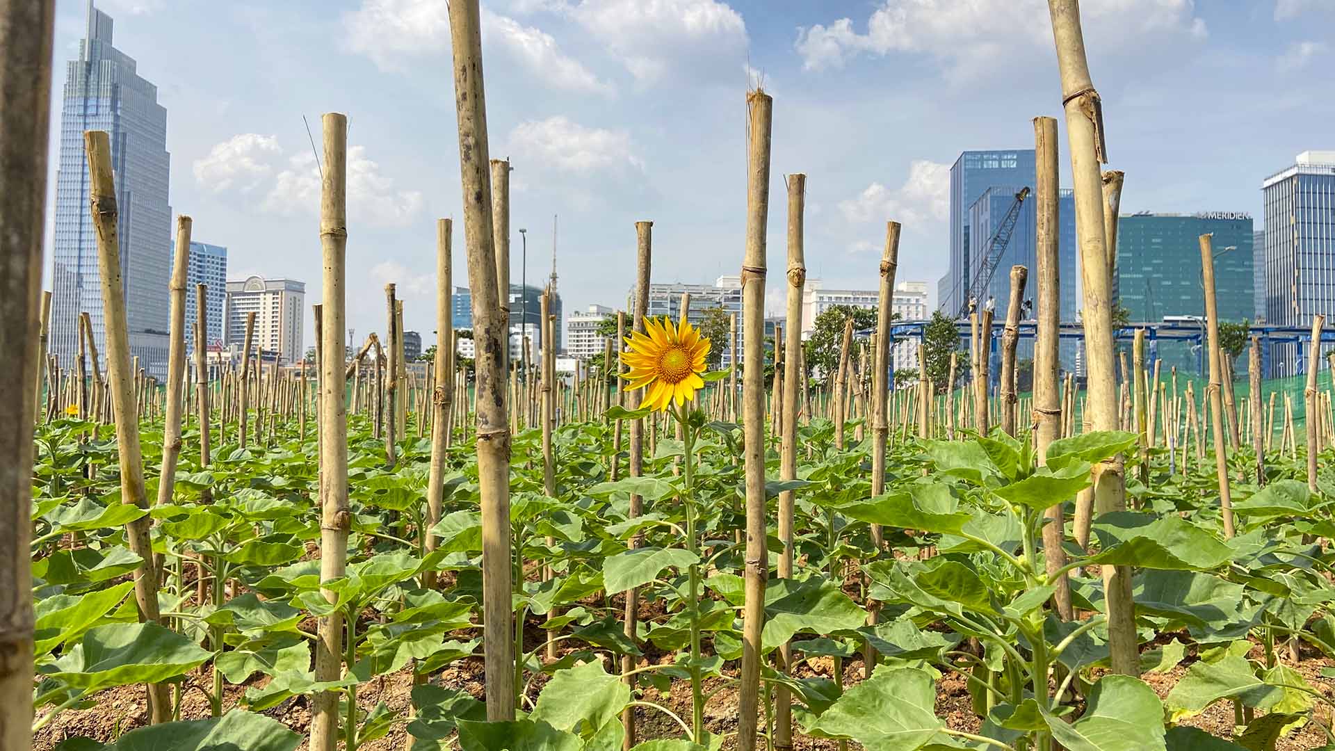 C&ocirc;ng vi&ecirc;n bờ s&ocirc;ng S&agrave;i G&ograve;n. Ảnh: Minh Ho&agrave;ng